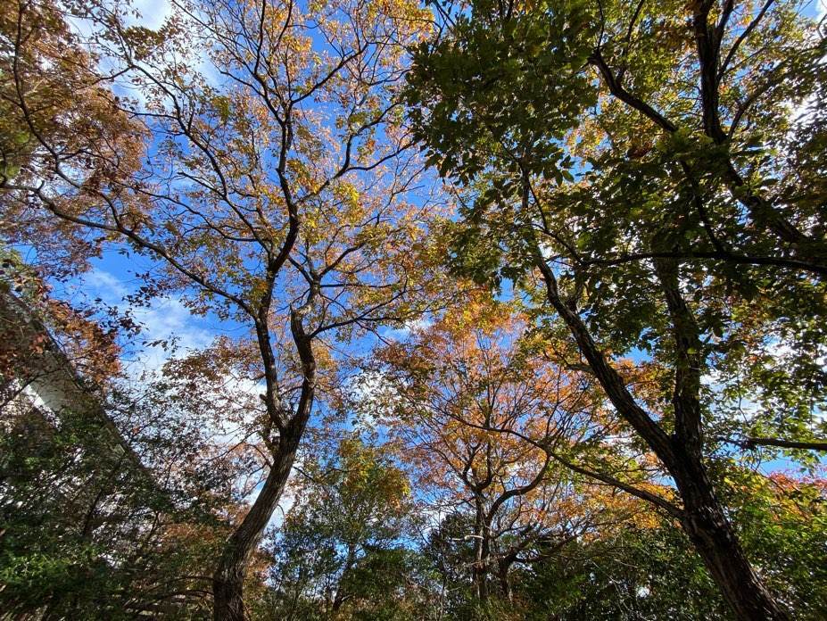 f:id:mashley_slt:20211125235733j:plain