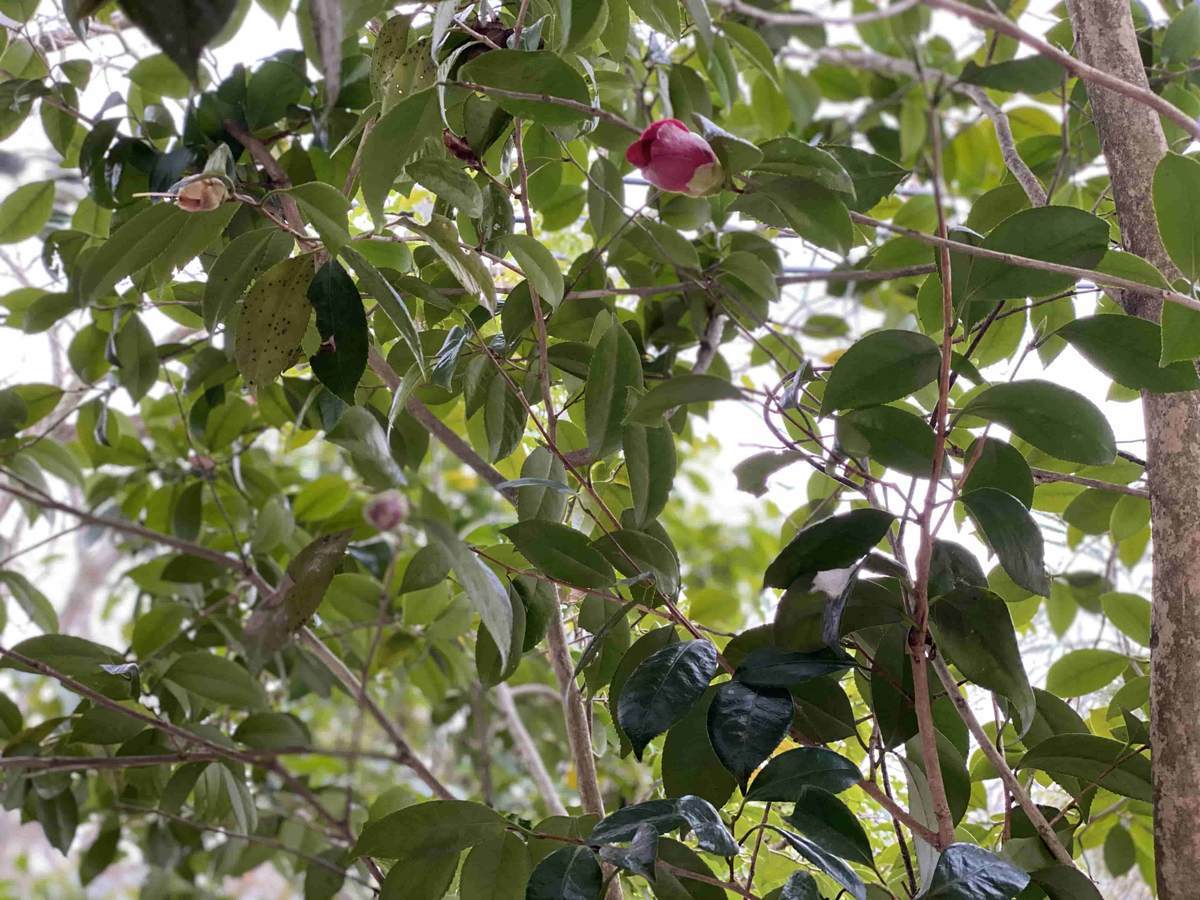 f:id:mashley_slt:20220314154346j:plain