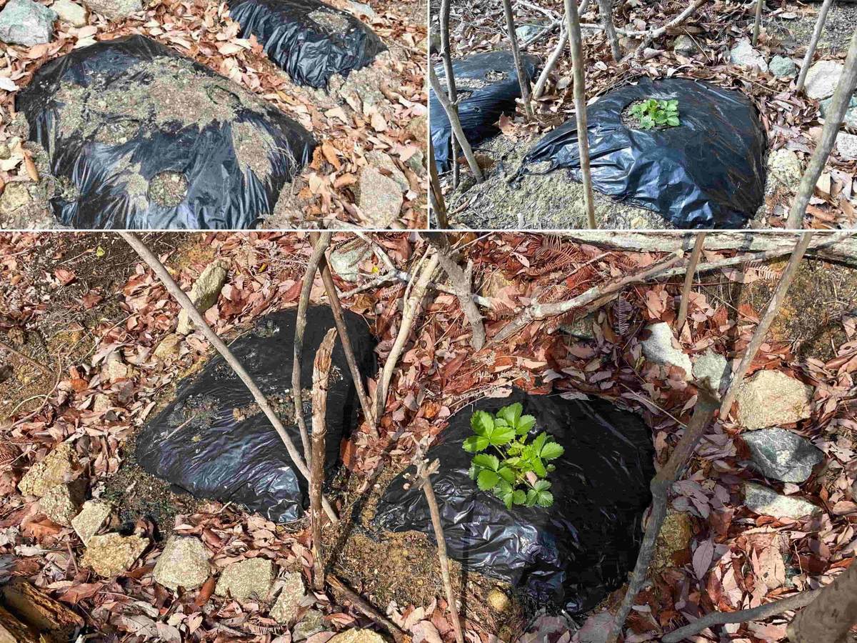 f:id:mashley_slt:20220325103811j:plain