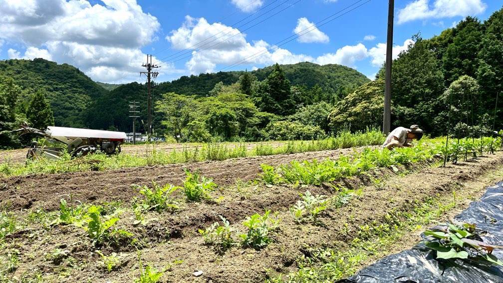 畑初心者がシェア畑で無農薬野菜作り。利用して気づいた魅力や大変さ・料金のお話