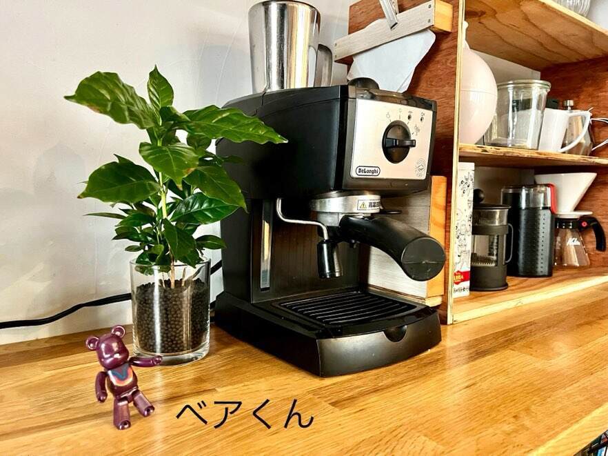 ロマンを感じる植物”コーヒーの木”を育ててみない？【育て方をホームズ