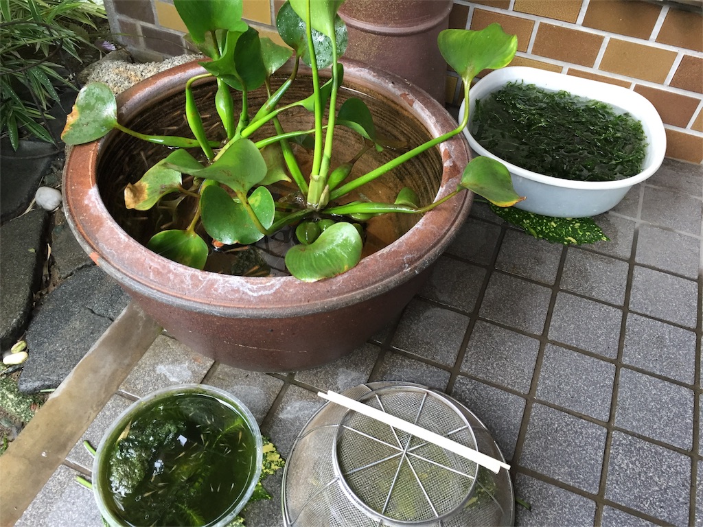 f:id:mashroom-334:20170715231937j:image