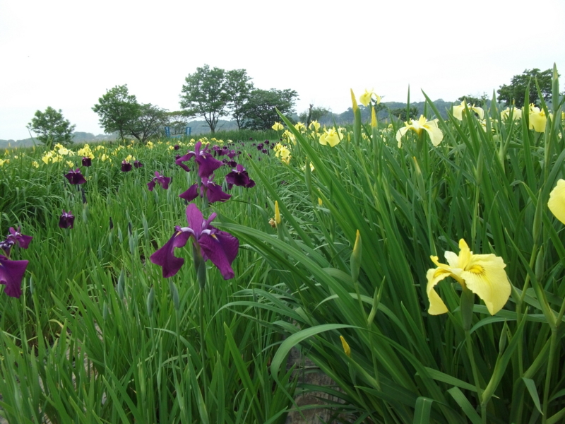 f:id:mashu717:20120603094500j:image