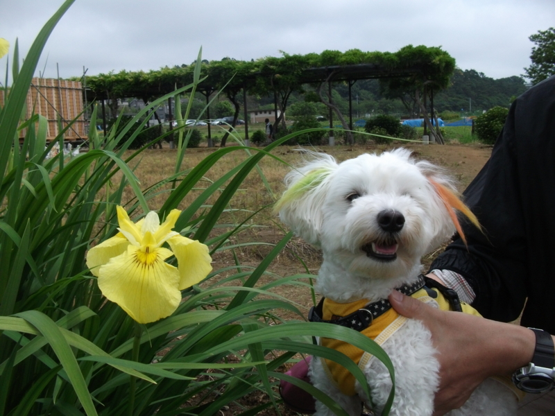 f:id:mashu717:20120603094847j:image