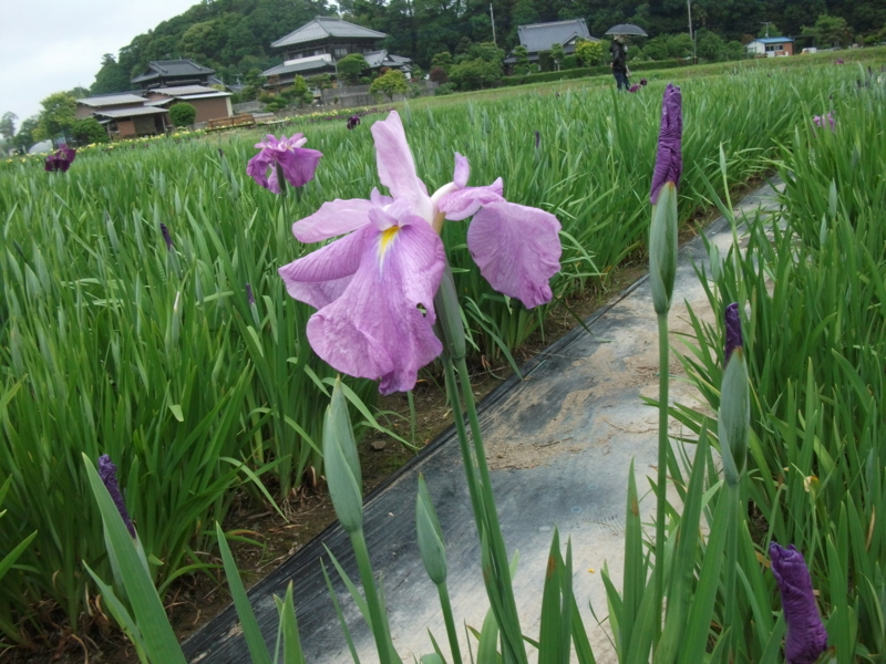f:id:mashu717:20120603095244j:image