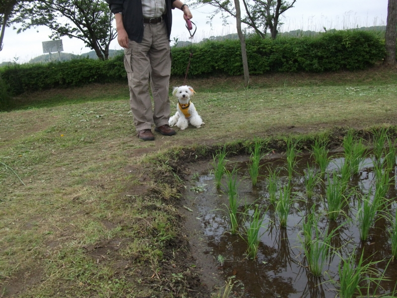 f:id:mashu717:20120603095523j:image