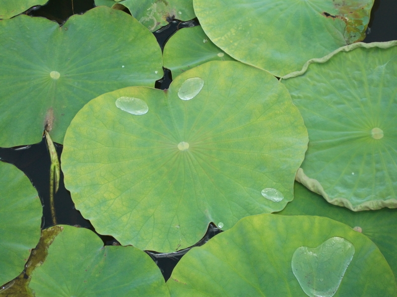f:id:mashu717:20120610121713j:image
