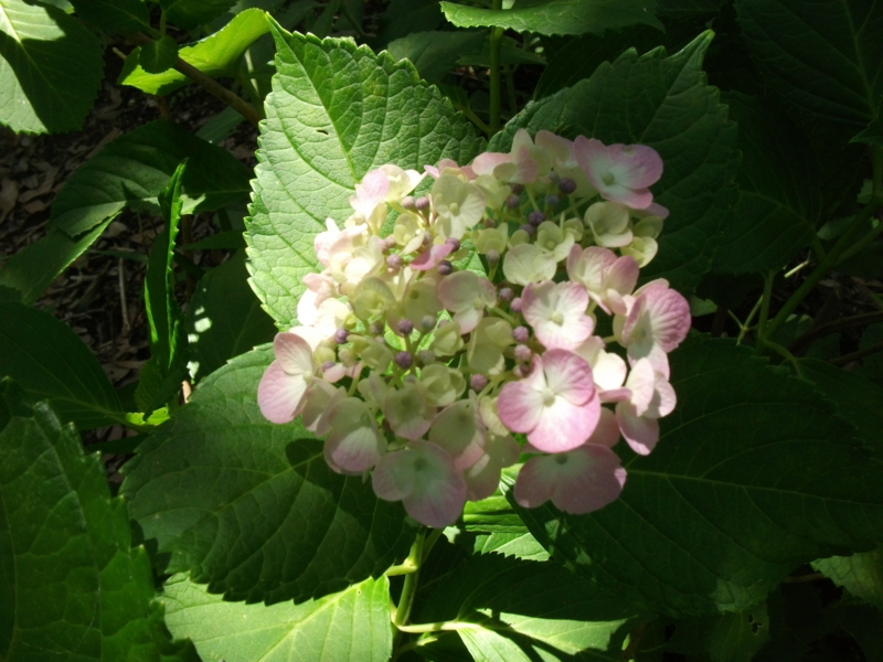 f:id:mashu717:20120624124043j:image