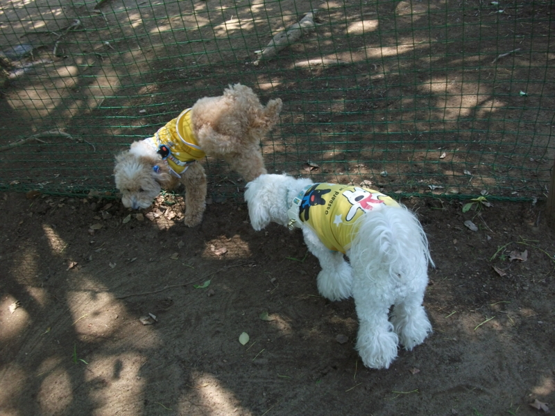 f:id:mashu717:20120626104920j:image