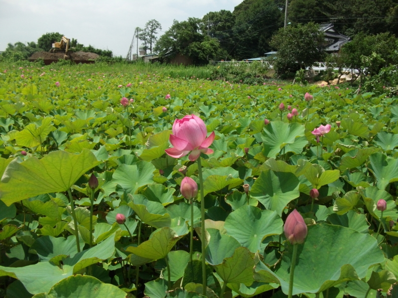 f:id:mashu717:20120714123955j:image
