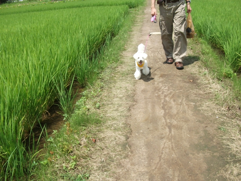 f:id:mashu717:20120714124429j:image