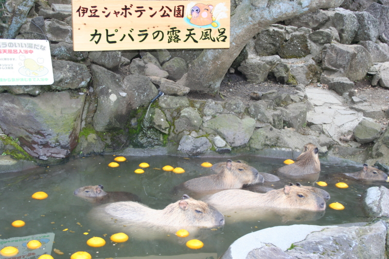 f:id:mashu717:20130303114517j:image