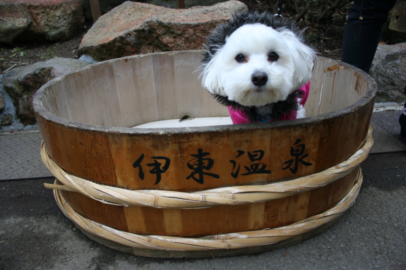 f:id:mashu717:20130303114752j:image