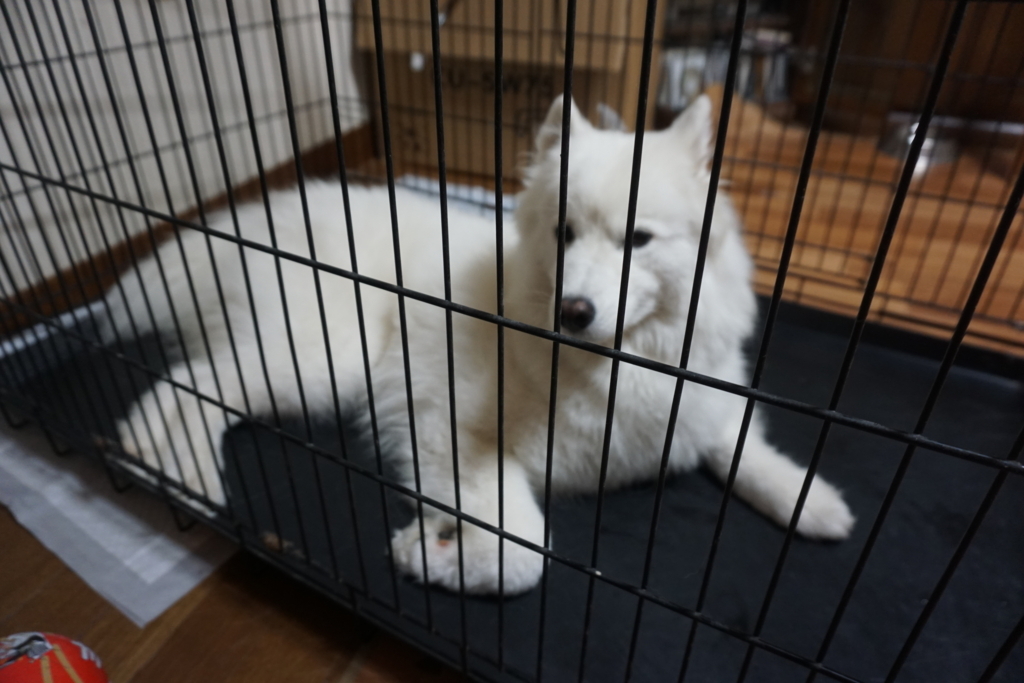 Resultado de imagen para ç¬ Samoyed ã±ã¼ã¸