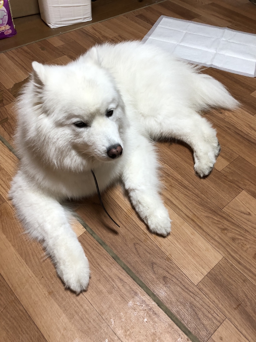 f:id:mashumarot:20190630000025j:plain f:id:mashumarot:20190630000025j:plain