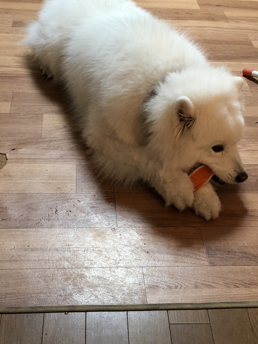 f:id:mashumarot:20190630205101j:plain f:id:mashumarot:20190630205101j:plain