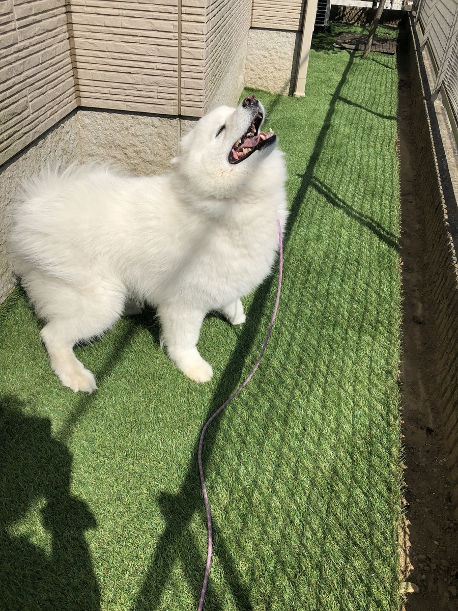 f:id:mashumarot:20190807135100j:plain f:id:mashumarot:20190807135100j:plain