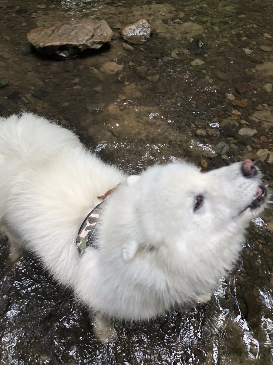 f:id:mashumarot:20190816211651j:plain f:id:mashumarot:20190816211651j:plain