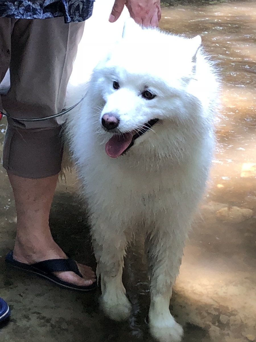 f:id:mashumarot:20190816211908j:plain f:id:mashumarot:20190816211908j:plain