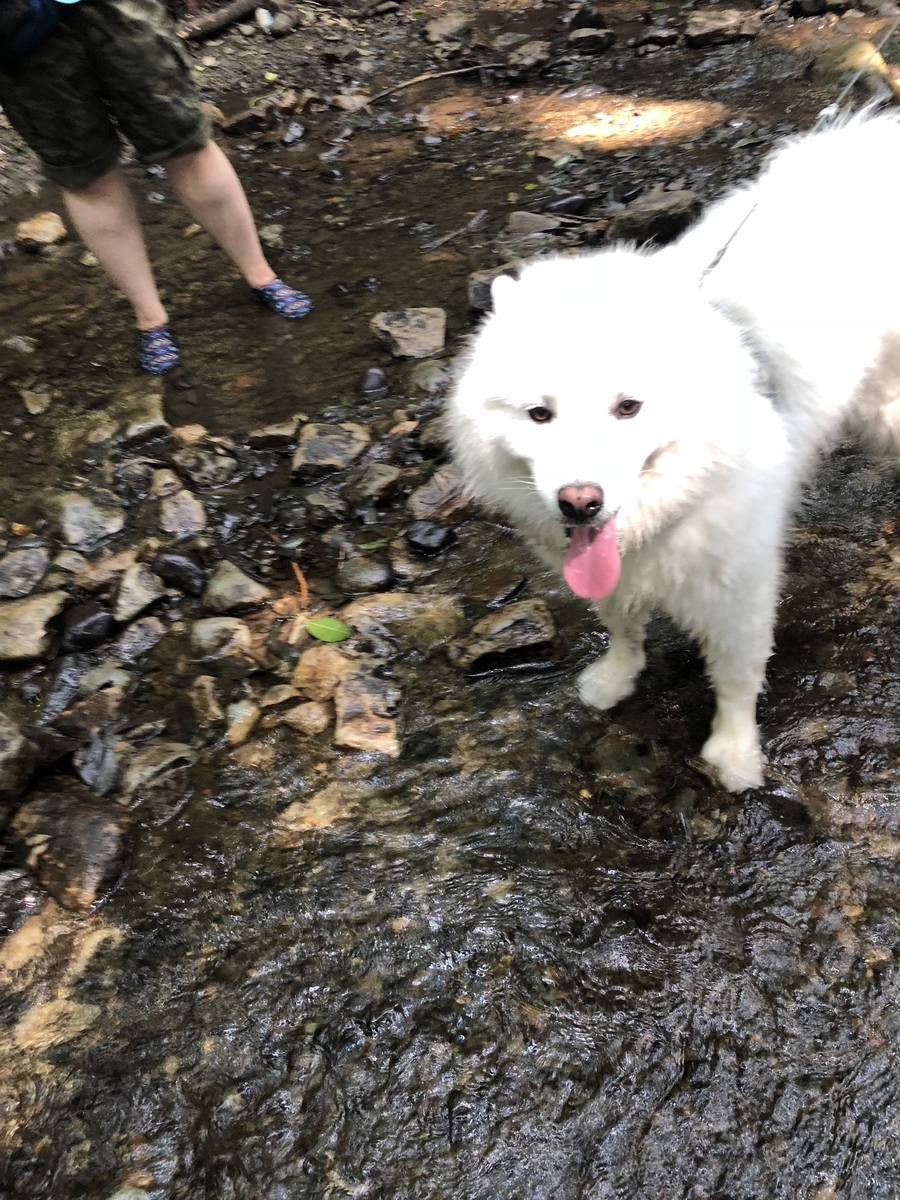 f:id:mashumarot:20190816212116j:plain f:id:mashumarot:20190816212116j:plain