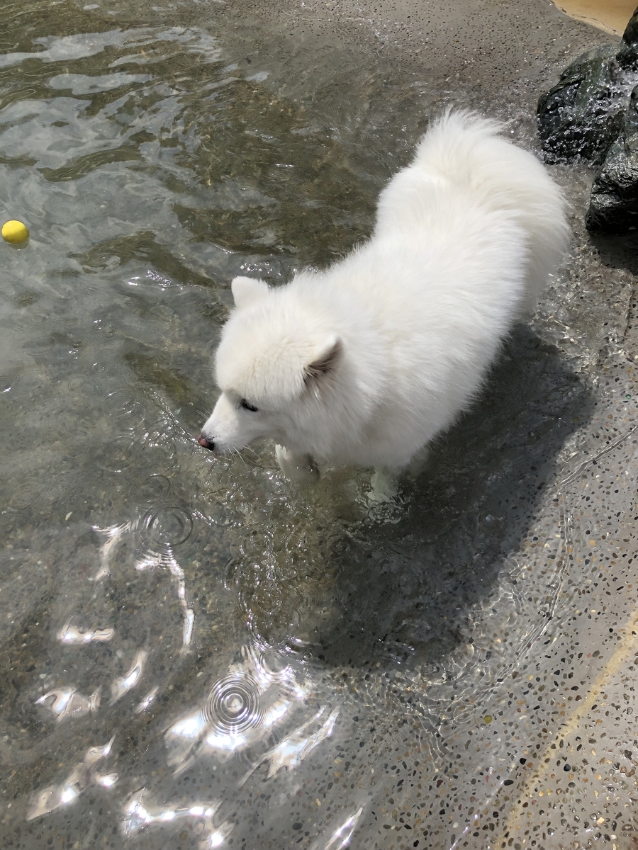 f:id:mashumarot:20191023142529j:plain f:id:mashumarot:20191023142529j:plain