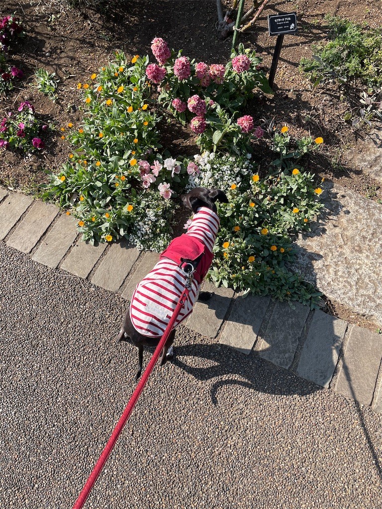 f:id:masimo:20210224002043j:plain