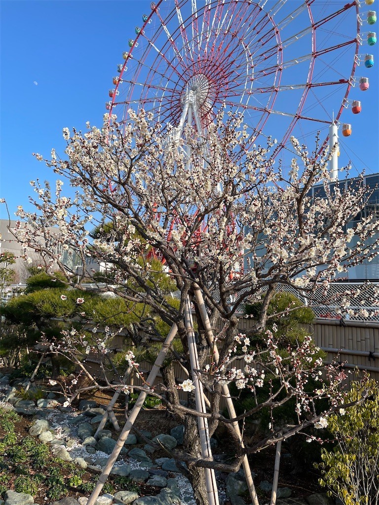 f:id:masimo:20220213000547j:plain