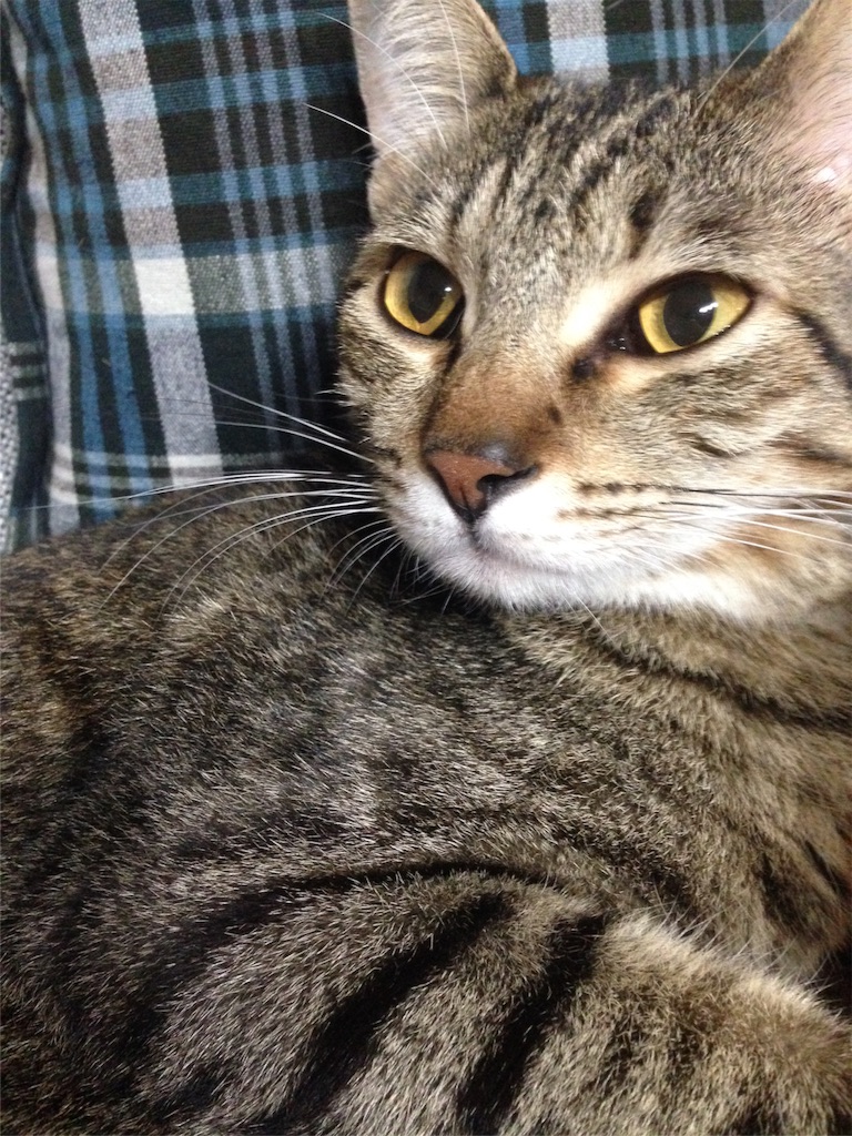 f:id:maskcat:20160929160426j:image f:id:maskcat:20160929160426j:image