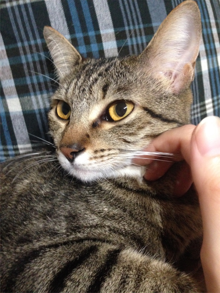 f:id:maskcat:20160929160439j:image f:id:maskcat:20160929160439j:image