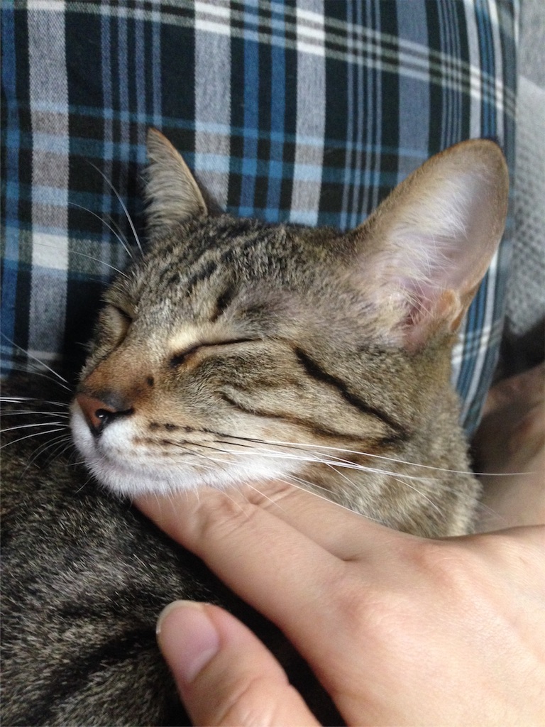 f:id:maskcat:20160929160508j:image f:id:maskcat:20160929160508j:image