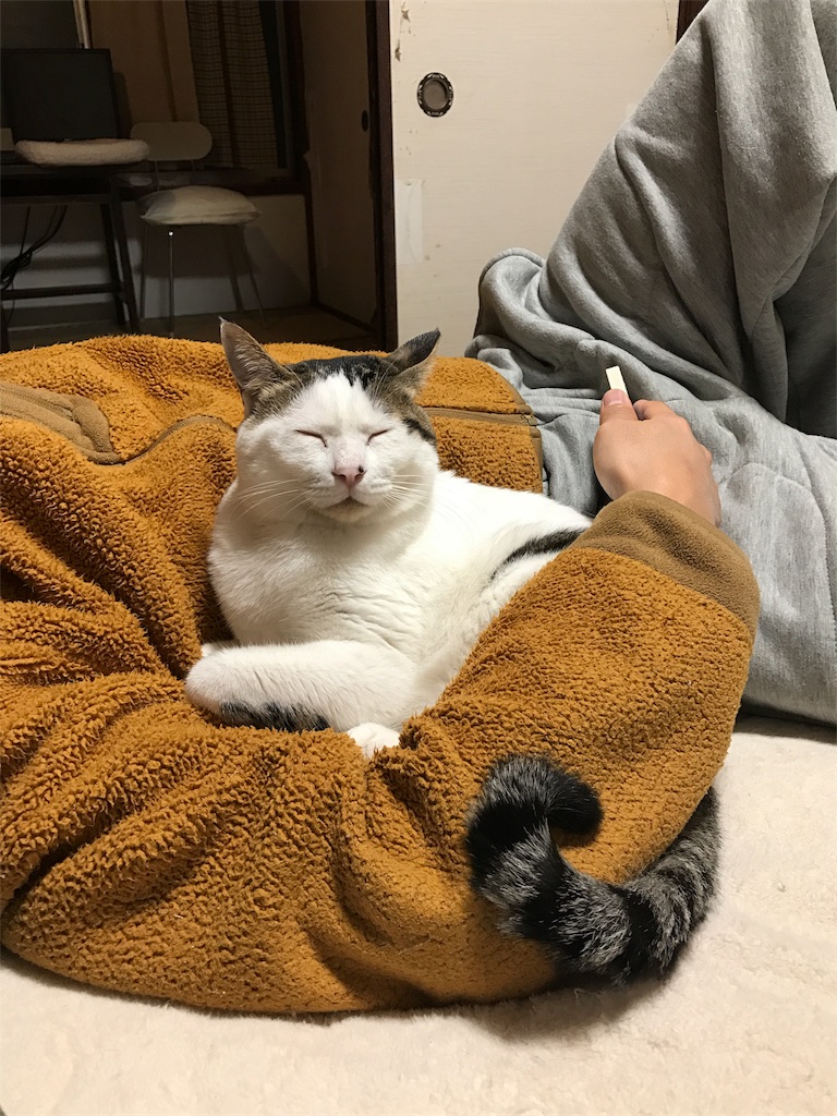 腕の中でぬくぬくな猫 夏編 猫と平屋でスッキリと