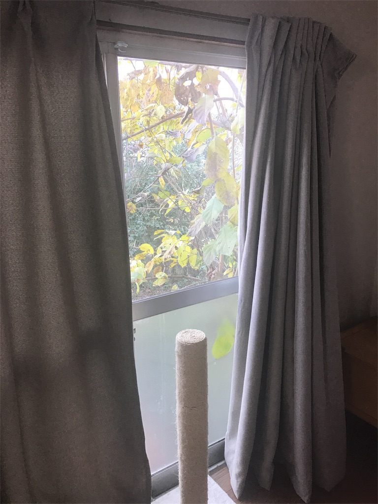 f:id:maskcat:20170111125807j:image f:id:maskcat:20170111125807j:image