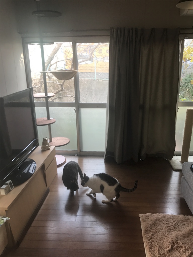 f:id:maskcat:20170111125810j:image f:id:maskcat:20170111125810j:image