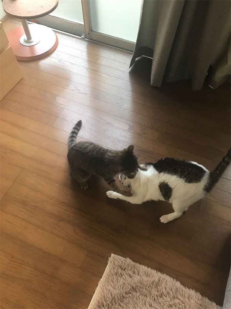 f:id:maskcat:20170111125814j:image f:id:maskcat:20170111125814j:image