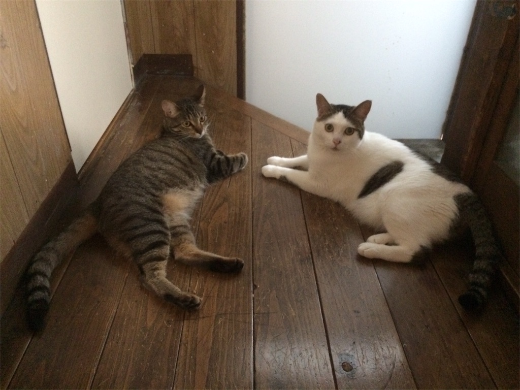 f:id:maskcat:20170701175018j:image f:id:maskcat:20170701175018j:image
