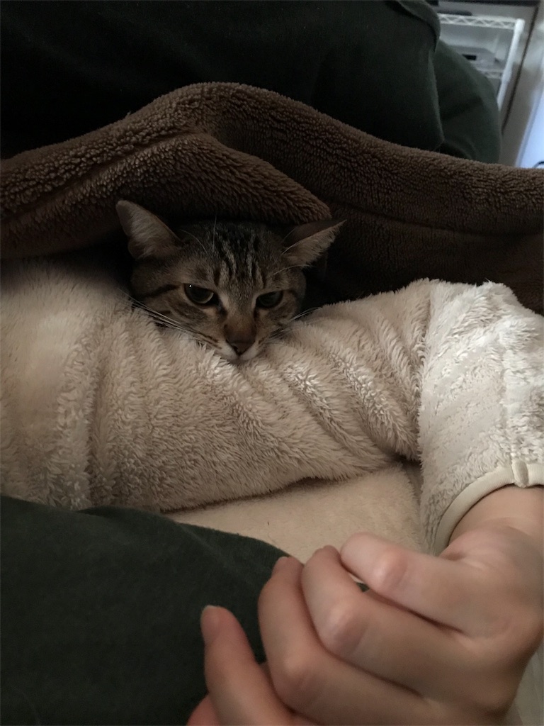 腕 枕 で 寝る 猫 腕 枕 で 寝る 猫