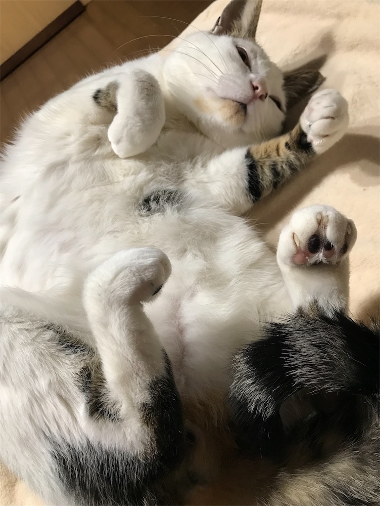 f:id:maskcat:20180320112703j:image