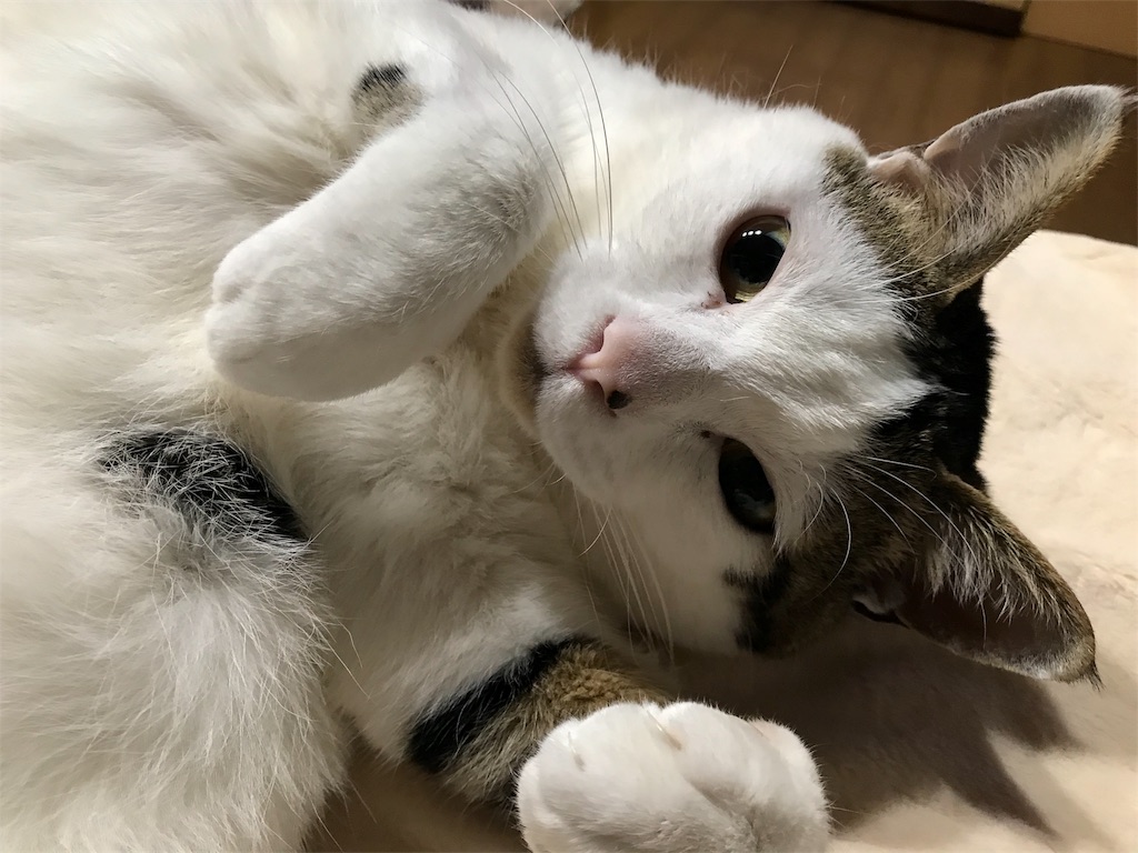 f:id:maskcat:20180320112709j:image