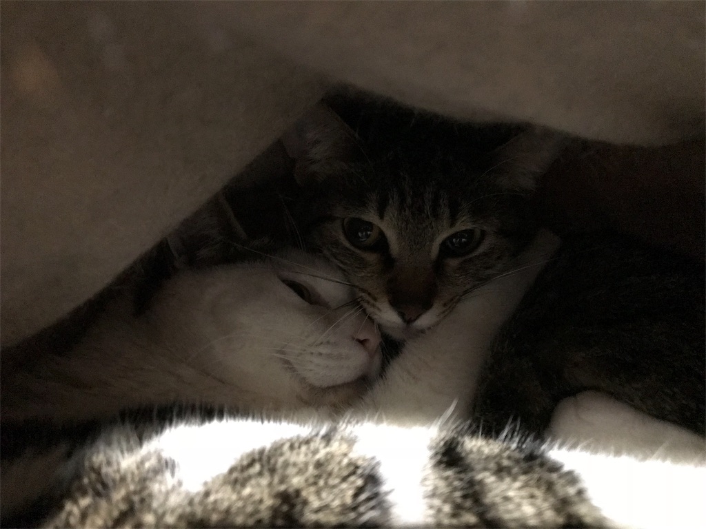 f:id:maskcat:20180320112759j:image