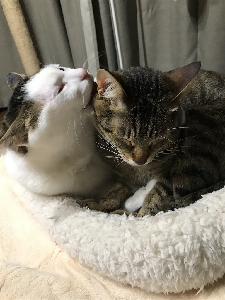 f:id:maskcat:20180320112813j:image