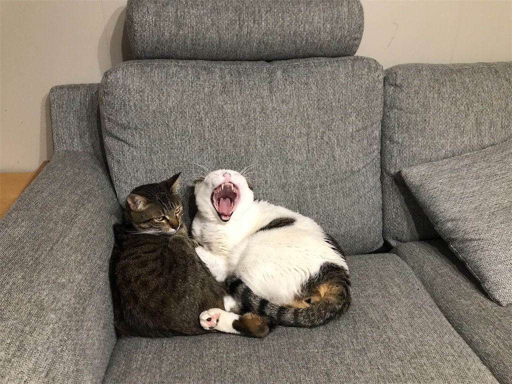 f:id:maskcat:20180327172837j:image