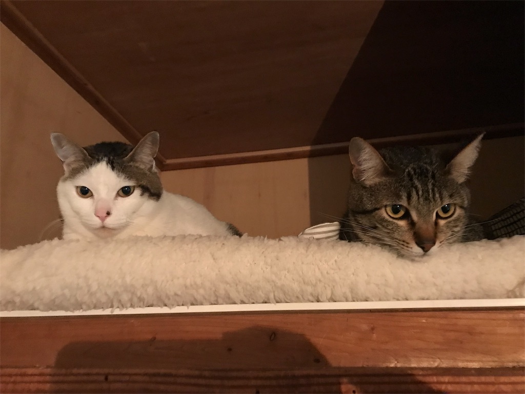 f:id:maskcat:20180408095028j:image