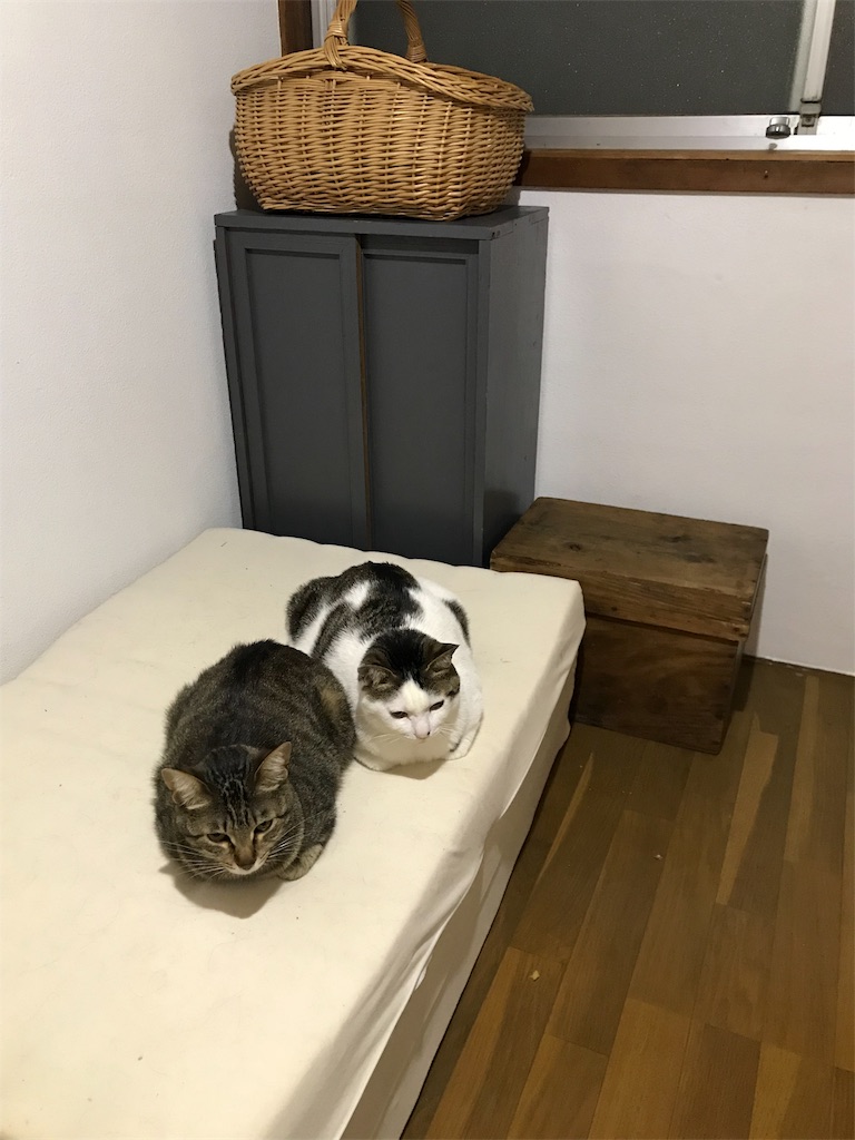 f:id:maskcat:20180408095224j:image