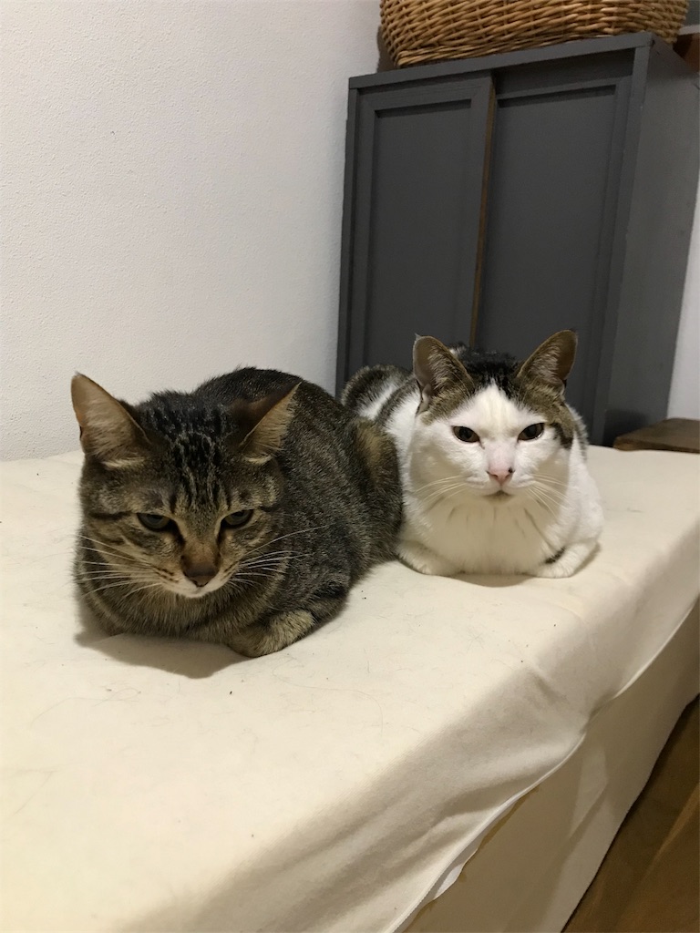f:id:maskcat:20180408095238j:image