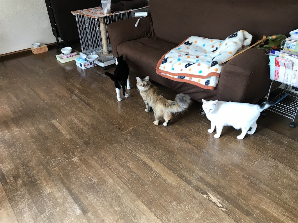 f:id:maskcat:20180408095324j:image