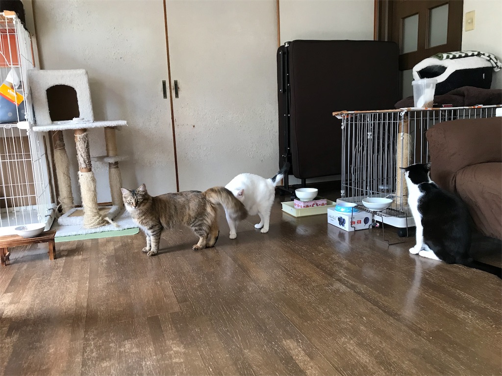 f:id:maskcat:20180408095338j:image