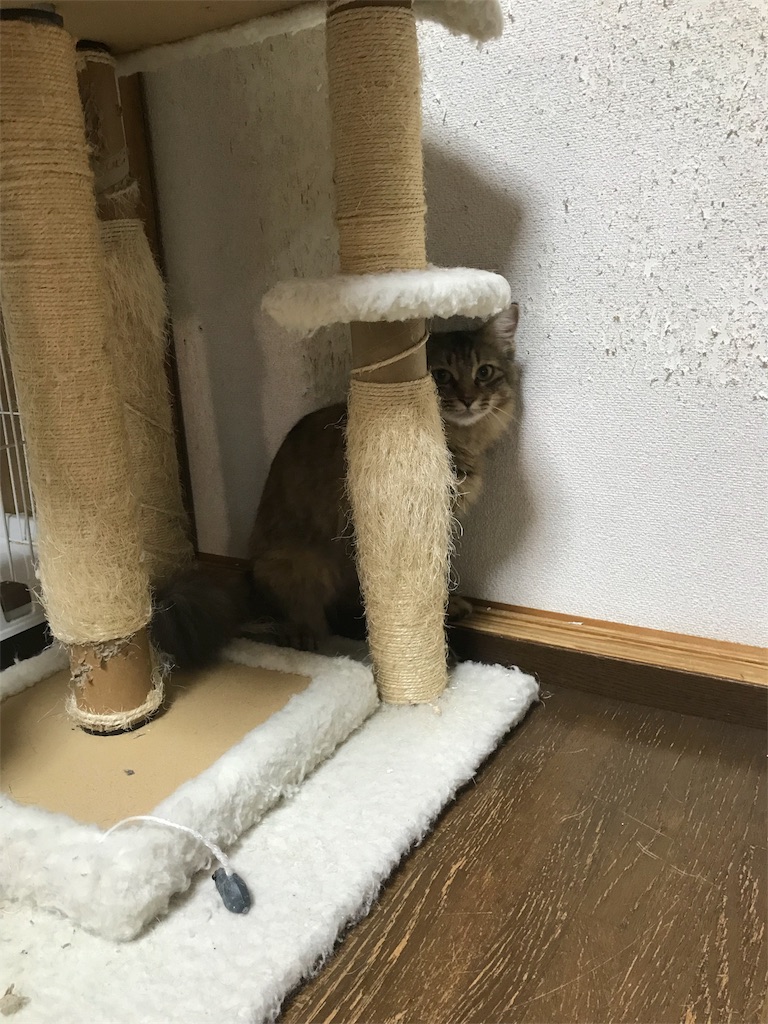f:id:maskcat:20180408095438j:image