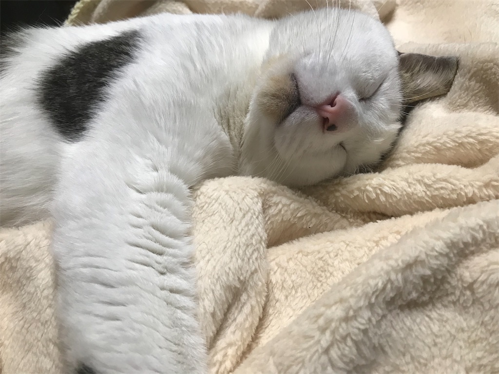f:id:maskcat:20180530104407j:image