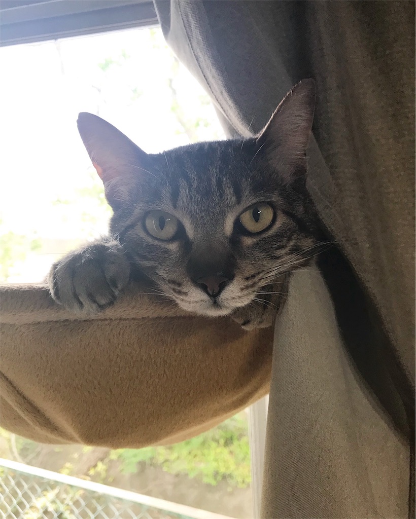 f:id:maskcat:20180530104422j:image