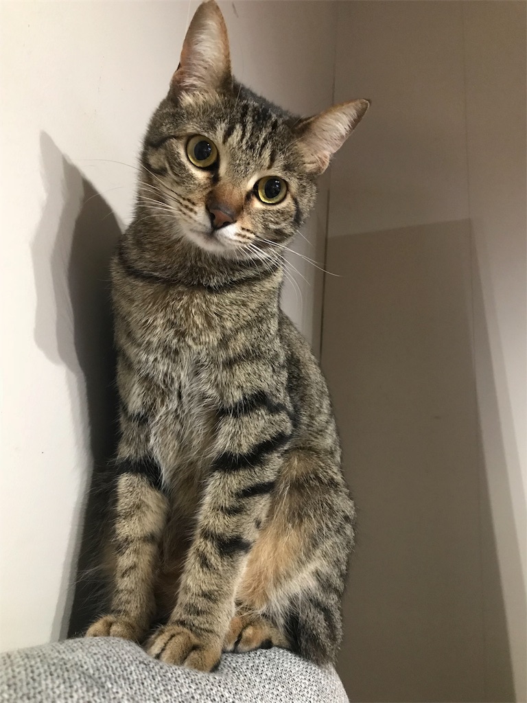 f:id:maskcat:20180530104426j:image